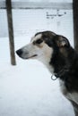 Kennel of northern sled huskies in snowy winter. Beautiful young gray dog is standing in the aviary of an animal shelter and wants Royalty Free Stock Photo