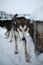 Kennel of northern sled huskies in snowy winter. Beautiful young gray dog is standing in the aviary of an animal shelter and wants Royalty Free Stock Photo