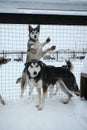 Kennel of northern sled huskies in snowy winter. A few gray dogs behind a net in the aviary of an animal shelter want to find a Royalty Free Stock Photo