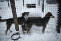 Kennel of northern sled huskies in snowy winter. Two gray dogs behind a mesh in the aviary of an animal shelter want to find a new Royalty Free Stock Photo