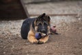 Kennel of working German shepherd dogs. Cute little puppy of black and red German shepherd dog lies on dog Playground next to toy