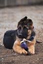 Kennel of working German shepherd dogs. Cute little puppy of black and red German shepherd dog lies on dog Playground next to toy