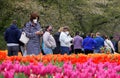 Kenneth Square, Pennsylvania, U.S - April 17, 2021 - Visitors wearing mask walking around a garden with beautiful tulips