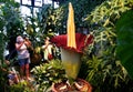 Kenneth Square, Pennsylvania, U.S.A - July 14, 2020 - Visitors wearing mask taking a picture of Titan Arum, the corpse flower at