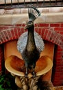 Kennett Square, PA: Peacock Fountain at Longwood Gardens