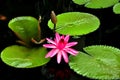 Kennett Square, PA: Water Lily at Longwood Gardens Royalty Free Stock Photo