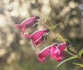 Kennington Garden - pink flowers. Royalty Free Stock Photo