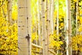 Kenosha Pass Aspen Tree Trunks Royalty Free Stock Photo