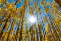 Kenosha Pass with Aspen Trees in Colorado during Fall