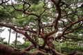 The picturesque Kenroku-en gardens, Kanazawa, Ishikawa, Japan