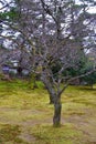 Kenroku-en located in Kanazawa, Ishikawa, Japan, one of the Three Great Gardens