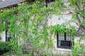 Kent cottage vine tree Royalty Free Stock Photo