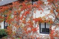 Kent cottage vine tree