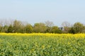 Kent oast houses stand beyond a field of rapeseed