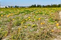 Kent Pumpkin Field 2