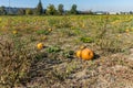 Kent Pumpkin Field 9