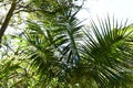 Kentia palm, Howea forsteriana, 1.