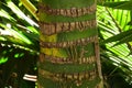 Kentia palm, Howea forsteriana, 5.