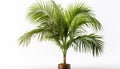 A Kentia Palm with its graceful fronds creating isolated, white background