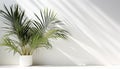 A Kentia Palm with its graceful fronds creating isolated, white background