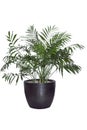 Kentia Palm Tree grey in pot. Houseplant isolated on white background