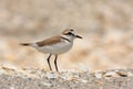 Kentish Plover Royalty Free Stock Photo