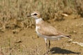 Kentish Plover Royalty Free Stock Photo