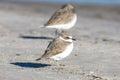 Kentish plover on the beach