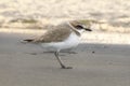 Kentish plover on the beach