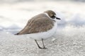 Kentish plover on the beach