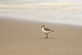 Kentish Plover on a beach