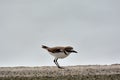 Kentish plover bird Charadrius alexandrinus