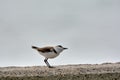 Kentish plover bird Charadrius alexandrinus