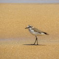 Kentish plover (Charadrius alexandrinus ) on the beach in Arugam Bay Royalty Free Stock Photo