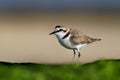 Kentish Plover - Charadrius alexandrinus on the beach on the seaside, summer in Cape Verde