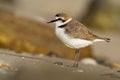 Kentish Plover - Charadrius alexandrinus on the beach on the seaside, summer in Cape Verde Royalty Free Stock Photo