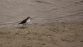 Kentish Plover Charadrius alexandrinus bird Royalty Free Stock Photo