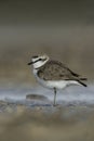 Kentish plover, Charadrius alexandrinus