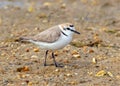 Kentish Plover - Charadrius alexandrinus, Ria Formosa Natural Park, Algarve, Portugal Royalty Free Stock Photo