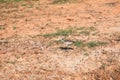 Kentish plover (Charadrius alexandrinus