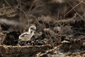 Kentish Plover chick in its beautiful habitat, Bahrain