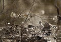 Kentish Plover chick near a dry bush, Bahrain