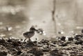 Kentish Plover chick near waterbody, Bahrain