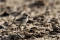 Kentish Plover chick running away, Bahrain