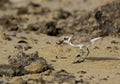 Kentish Plover with a crab at Busaiteen beach, Bahrain