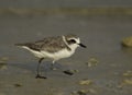 Kentish Plover in hurry, Bahrain