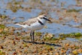 Kentish Plover Male - Charadrius alexandrinus on the Ria Formosa in Portugal.