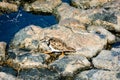 Kentish Plover Water Bird