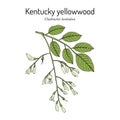 Kentucky or American yellowwood Cladrastis kentukea , state tree of Tennessee