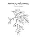 Kentucky or American yellowwood Cladrastis kentukea , state tree of Tennessee